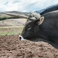 Buy canvas prints of Urubamba Valley Working Ox in Peruvian Highlands by FocusArt Flow
