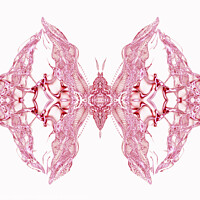 Buy canvas prints of Butterfly Series: Intricate Pink Lace Butterfly by FocusArt Flow