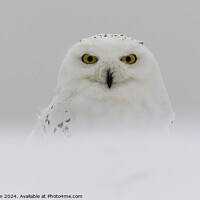 Buy canvas prints of Snow Owl in deep winter snow by Ray Kilham