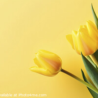 Buy canvas prints of Yellow tulips on the yellow background by Mirjana Bogicevic