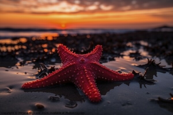 Red seastar on the sandy beach at sunset Picture Board by Mirjana Bogicevic