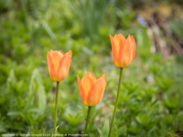 Three orange tulips Picture Board by Ironbridge Images