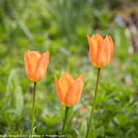 Buy canvas prints of Three orange tulips by Average Images