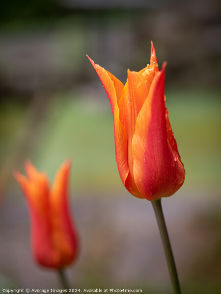 Two orange tulips Picture Board by Ironbridge Images