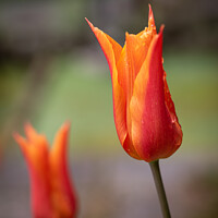 Buy canvas prints of Two orange tulips by Average Images