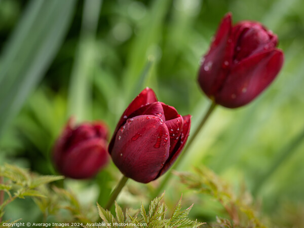 Three burgundy tulips Picture Board by Ironbridge Images