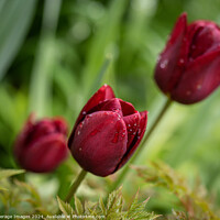 Buy canvas prints of Three burgundy tulips by Average Images