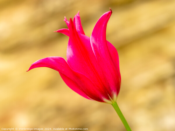 Red tulip Picture Board by Ironbridge Images