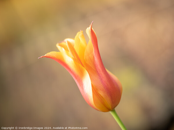 Orange tulip Picture Board by Ironbridge Images