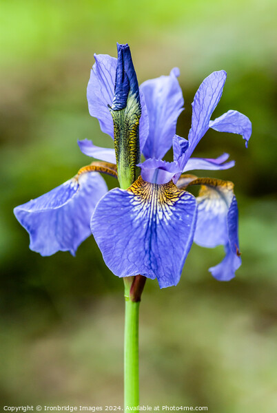 Blue iris Picture Board by Ironbridge Images