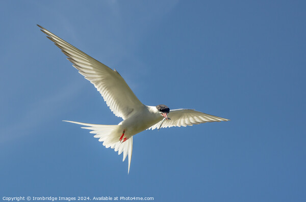Tern returns Picture Board by Ironbridge Images