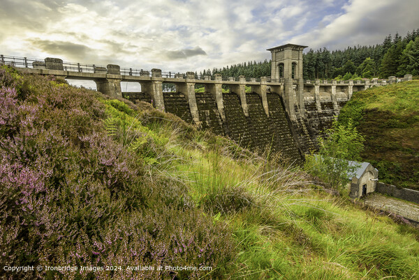 Welsh Heather by Alwen Reservoir  Picture Board by Ironbridge Images