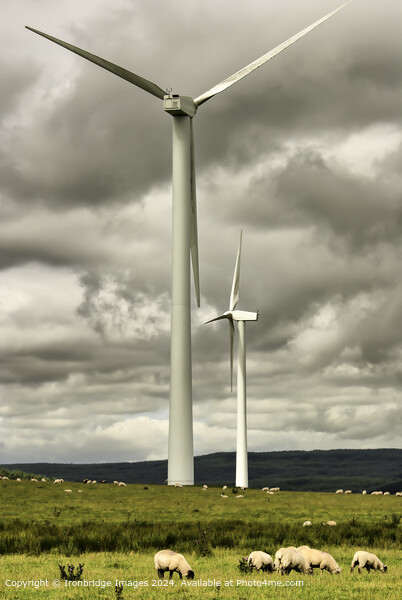 Wind Turbines and Sheep Picture Board by Ironbridge Images