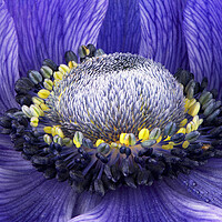 Buy canvas prints of Purple Anemone by Karl Oparka