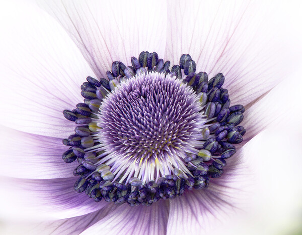 Anemone Flower Picture Board by Karl Oparka