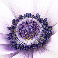 Buy canvas prints of Anemone Flower by Karl Oparka