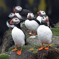 Buy canvas prints of A Posse of Puffins by Karl Oparka