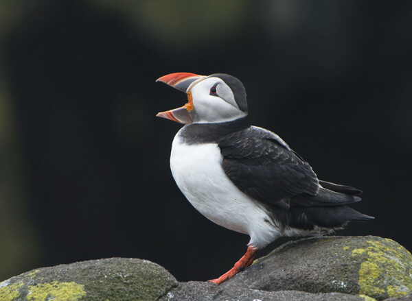 Calling All Puffins Picture Board by Karl Oparka