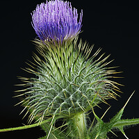 Buy canvas prints of Scottish Thistle by Karl Oparka