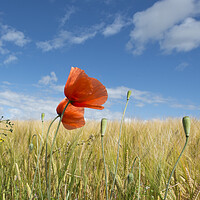 Buy canvas prints of Wild poppies among barley by Karl Oparka
