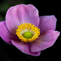 Buy canvas prints of Pink Anemone by Karl Oparka