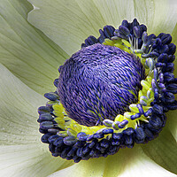 Buy canvas prints of White Anemone  by Karl Oparka