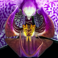 Buy canvas prints of Orchid Flower by Karl Oparka
