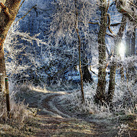Buy canvas prints of Frosted Path by Karl Oparka