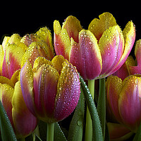 Buy canvas prints of Tulips by Karl Oparka