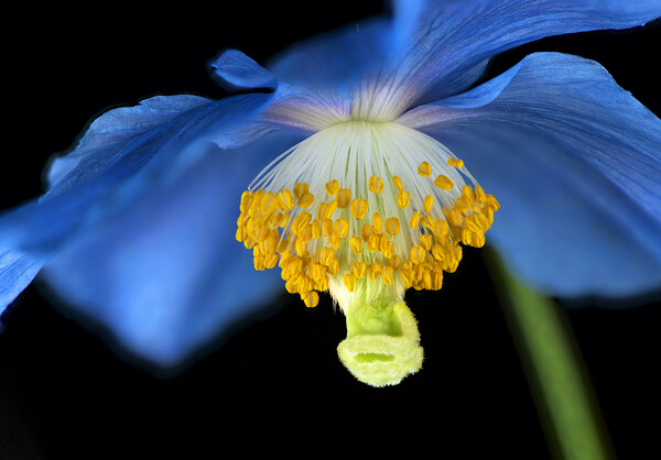 Meconopsis Flower Picture Board by Karl Oparka