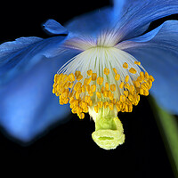 Buy canvas prints of Meconopsis Flower by Karl Oparka