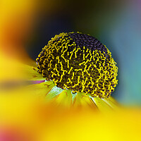 Buy canvas prints of Helenium Flower by Karl Oparka