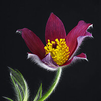 Buy canvas prints of Pulsatilla Flower by Karl Oparka