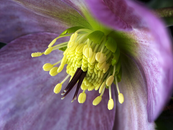 Hellebores Flower Picture Board by Karl Oparka
