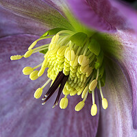 Buy canvas prints of Hellebores Flower by Karl Oparka