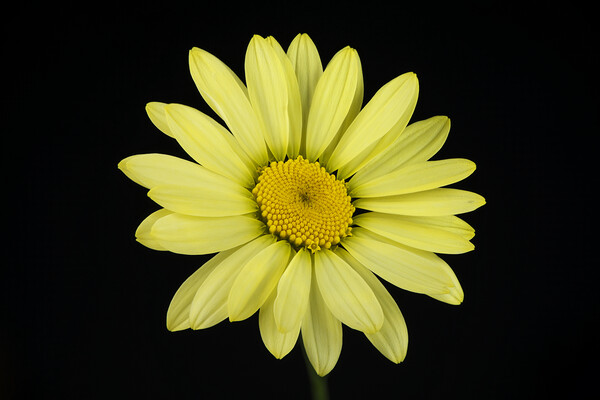 Yellow Flower Picture Board by Karl Oparka
