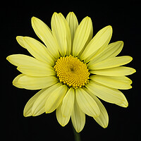 Buy canvas prints of Yellow Flower by Karl Oparka