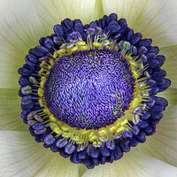 Buy canvas prints of Anemone by Karl Oparka
