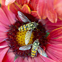 Buy canvas prints of Hoverflies pollinating a red flower by Karl Oparka