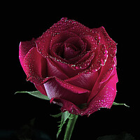 Buy canvas prints of A red rose with water droplets on the petals by Karl Oparka