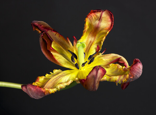 Picture of a senescing tulip flower Picture Board by Karl Oparka