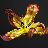 Buy canvas prints of Picture of a senescing tulip flower by Karl Oparka