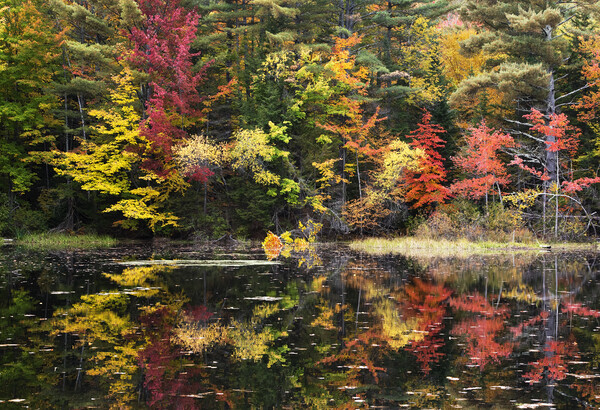 Autumn Colours, New Hampshire Picture Board by Karl Oparka