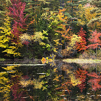 Buy canvas prints of Autumn Colours, New Hampshire by Karl Oparka