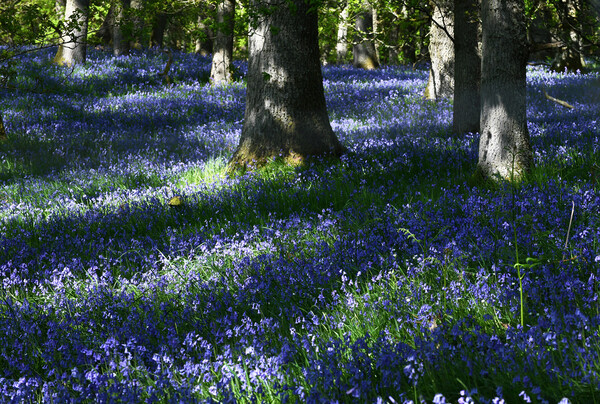 Kinclaven Bluebell Wood Picture Board by Karl Oparka