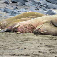 Buy canvas prints of Walrus in a line by Tiphanie May