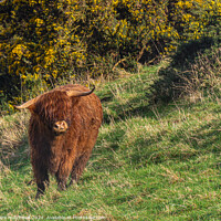 Buy canvas prints of Highland Cow by Claire Hutchison 