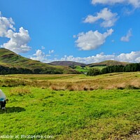 Buy canvas prints of Sheep in a field in Scottish Mountains by Amy Smith