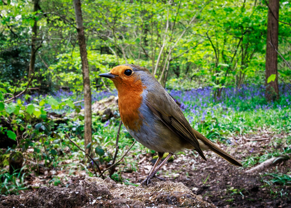 Curious Robin Redbreast in Bluebell Woods  Picture Board by Alice Rose