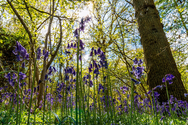 Bluebells in Bluebell Woods Picture Board by Alice Rose Lenton